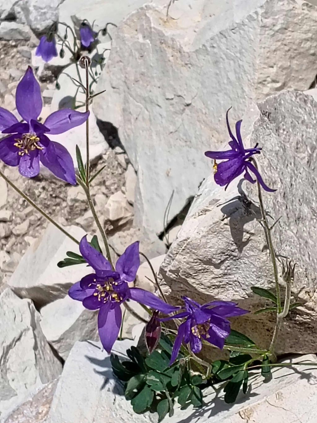 quale Aquilegia?